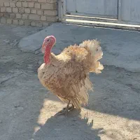 بوقلمون