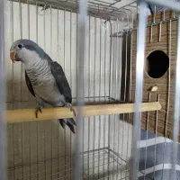 راهب بنفش ماده|پرنده|بومهن, |دیوار