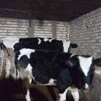 یک راس گاو با گوساله ماده