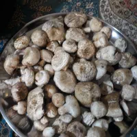 قارچ کوهی تمیزتقریبا ۴کیلو کیلویی ۴۰۰هزار