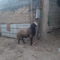 قوچ یا ورن شال|حیوانات مزرعه|گهواره, |دیوار