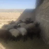 ۴۳عددمیش
