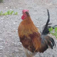 خروس