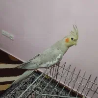 عروس هلندی کاپشن خردکن شانه حرارتی قیمت درتوضیحات