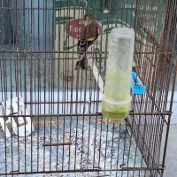 سهره قناری ماده|پرنده|اردبیل, |دیوار