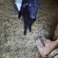 ۱عدد بره نر صحیح سالم قیمت مفت