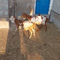 اول بخون بعد تماس بگید|حیوانات مزرعه|بندر دیر, |دیوار