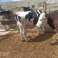 گاو تلیسه گوساله