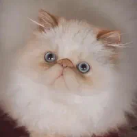 گربه هیمالین/ ردپوینت