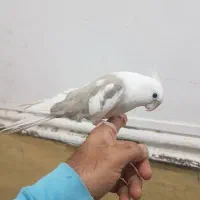 طوطی عروس هلندی