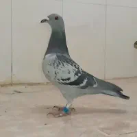 فروش پنج عدد کبوتر پلاکی مسافتی المانی