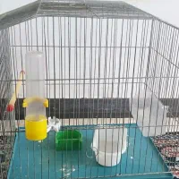 پرون و قفس قناری و دوچرخه