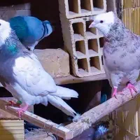 کفتر طوقی خالدار عتیقه|پرنده|سیرجان, |دیوار