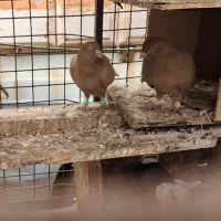 طاوسی درجه یک|پرنده|بندر گناوه, |دیوار