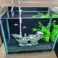 آکواریوم سوپر کلیر