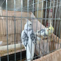 یک جفت عروس هلندی ویک مرغ مینا