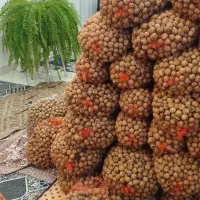 گردو درجه یک پوست کاغذی کهمان
