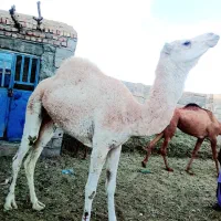 شتر سفید ماده|حیوانات مزرعه|خاش, |دیوار