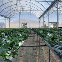 کارگر جهت کار در گلخانه