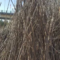 نهال خرمالو گوجه ای