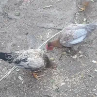 دو عدد مرغ