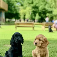 توله کوکر اسپانیل وارداتی گلد با قیمت اسنثنایی