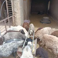 فروش بره مناسب کشتار