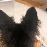 توله ژرمن شولاین|سگ|رشت, معلم|دیوار