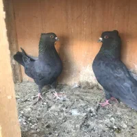 نروماده خوب