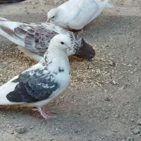 کفتر ملقی بپر