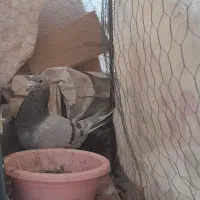 کفتر هفترنگ