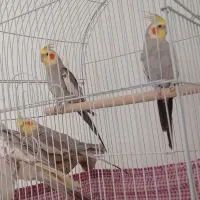 عروس هلندی نر