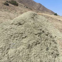 گزره (سبزه)