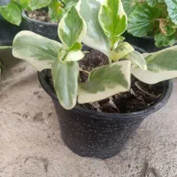 انواع گل|گل و گیاه طبیعی|آزادشهر, |دیوار