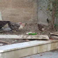 مرغ و خروس و جوجه|حیوانات مزرعه|اردبیل, |دیوار