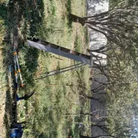 درخت و چوب