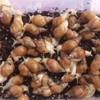 تعدادی حلزون البینو در بردسیر