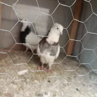 کبوتر طوقی|پرنده|تهران, هاشمی|دیوار