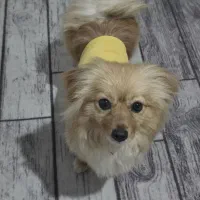 پامر روباهی