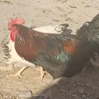 خروس محلی فروشی|حیوانات مزرعه|شیروان (خراسان), |دیوار