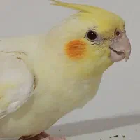 گمشده.فوری.۵ میلیون مژدگانی .عروس هلندی