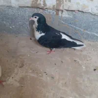 دو عدد کبوتر