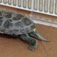 حیوان خانگی|حیوانات مزرعه|چابهار, |دیوار