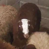 بره چاق.افشار|حیوانات مزرعه|آزادشهر, |دیوار