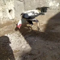 خروس و جوجه خروس لاری