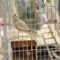 قفس|لوازم جانبی حیوانات|شهریار, شهریار|دیوار