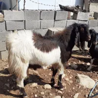 ساورن پاکستانی|حیوانات مزرعه|دالاهو, |دیوار