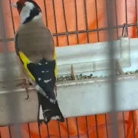 سهره کهنه قفس