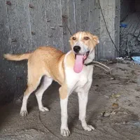 سگ خراسانی نر ۷ماه|سگ|رویان, |دیوار