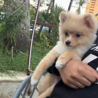 توله پامر واگذاری رایگان